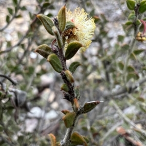 Acacia gunnii at Burra, NSW - 30 Aug 2023