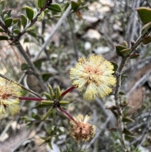 Acacia gunnii at Burra, NSW - 30 Aug 2023