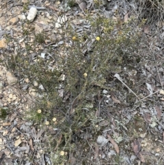 Acacia gunnii at Burra, NSW - 30 Aug 2023