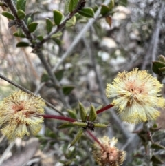 Acacia gunnii at Burra, NSW - 30 Aug 2023