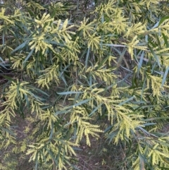 Acacia floribunda (White Sally Wattle, Gossamer Wattle) at Mount Majura - 5 Sep 2023 by waltraud