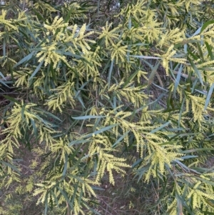 Acacia floribunda at Hackett, ACT - 5 Sep 2023