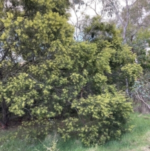 Acacia floribunda at Hackett, ACT - 5 Sep 2023