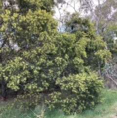 Acacia floribunda at Hackett, ACT - 5 Sep 2023