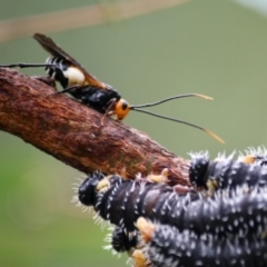 Callibracon capitator (White Flank Black Braconid Wasp) at QPRC LGA - 16 Apr 2019 by LisaH