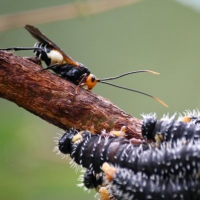 Callibracon capitator (White Flank Black Braconid Wasp) at Budawang, NSW - 16 Apr 2019 by LisaH