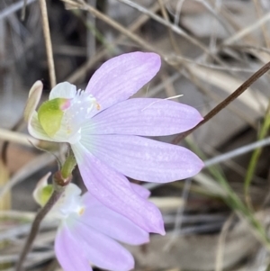 Caladenia catenata at Worrigee, NSW - suppressed