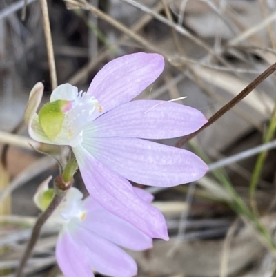 Caladenia catenata (White Fingers) at Worrigee Nature Reserve - 3 Sep 2023 by Tapirlord