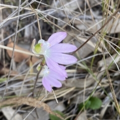 Caladenia catenata at Worrigee, NSW - suppressed