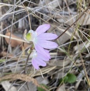 Caladenia catenata at Worrigee, NSW - suppressed