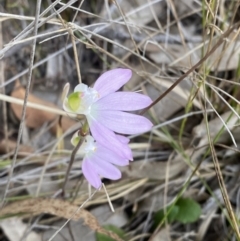 Caladenia catenata at Worrigee, NSW - suppressed