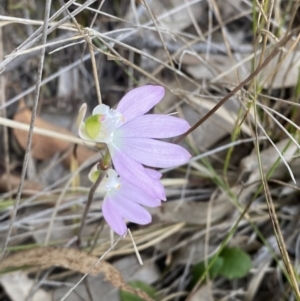 Caladenia catenata at Worrigee, NSW - 3 Sep 2023