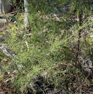Daviesia ulicifolia subsp. ulicifolia at South Nowra, NSW - 3 Sep 2023