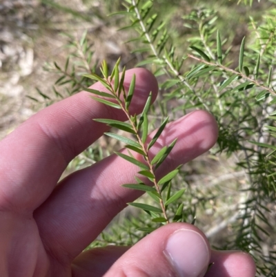 Melaleuca decora at South Nowra, NSW - 3 Sep 2023 by Tapirlord