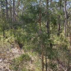Melaleuca decora at South Nowra, NSW - 3 Sep 2023 02:34 PM