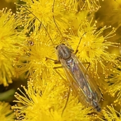 Chironomidae (family) (Non-biting Midge) at Macgregor, ACT - 6 Sep 2023 by trevorpreston