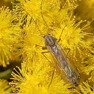 Chironomidae (family) at Macgregor, ACT - 6 Sep 2023