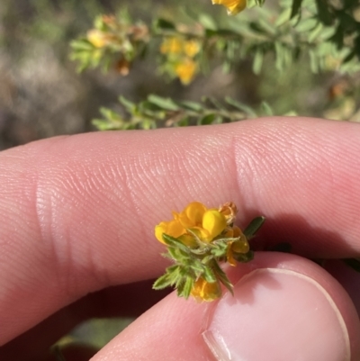 Pultenaea villosa (Hairy Bush-pea) at Worrigee Nature Reserve - 3 Sep 2023 by Tapirlord