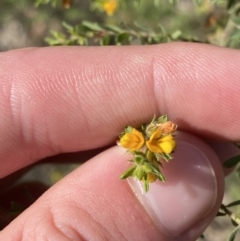 Pultenaea villosa at South Nowra, NSW - 3 Sep 2023 02:34 PM