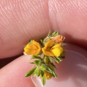 Pultenaea villosa at South Nowra, NSW - 3 Sep 2023 02:34 PM