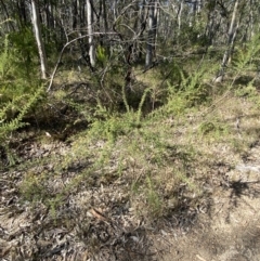 Pultenaea villosa at South Nowra, NSW - 3 Sep 2023 02:34 PM