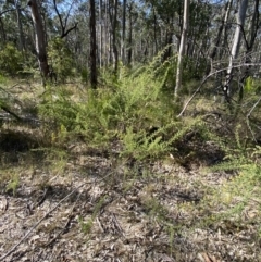 Pultenaea villosa at South Nowra, NSW - 3 Sep 2023 02:34 PM