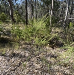 Pultenaea villosa at South Nowra, NSW - 3 Sep 2023