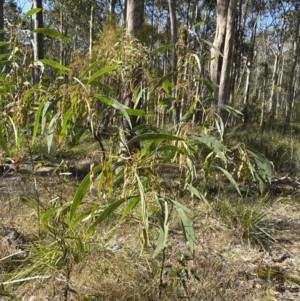 Acacia falcata at South Nowra, NSW - 3 Sep 2023