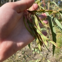 Acacia falcata at South Nowra, NSW - 3 Sep 2023