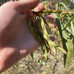 Acacia falcata at South Nowra, NSW - 3 Sep 2023 02:32 PM
