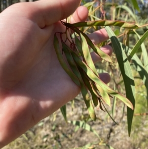 Acacia falcata at South Nowra, NSW - 3 Sep 2023