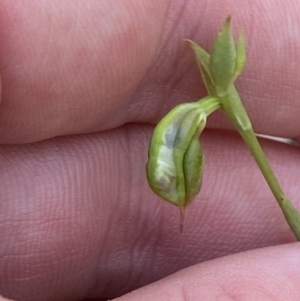 Pterostylis gibbosa at South Nowra, NSW - 3 Sep 2023