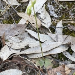 Pterostylis gibbosa at South Nowra, NSW - 3 Sep 2023