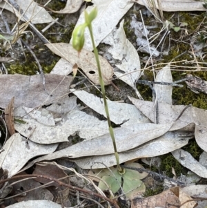 Pterostylis gibbosa at South Nowra, NSW - 3 Sep 2023