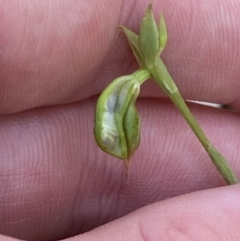 Pterostylis gibbosa at South Nowra, NSW - 3 Sep 2023