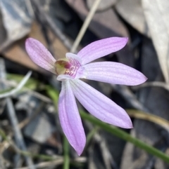 Caladenia carnea (Pink Fingers) at Worrigee Nature Reserve - 3 Sep 2023 by Tapirlord
