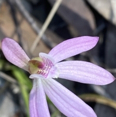 Caladenia carnea at South Nowra, NSW - 3 Sep 2023