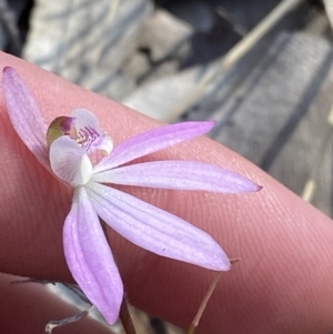 Caladenia carnea at South Nowra, NSW - suppressed