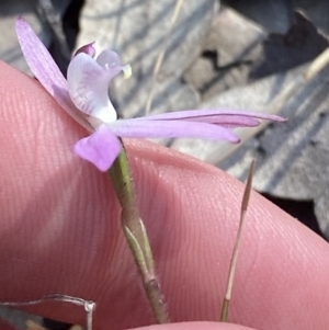 Caladenia carnea at South Nowra, NSW - suppressed