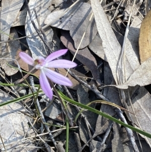 Caladenia carnea at South Nowra, NSW - suppressed