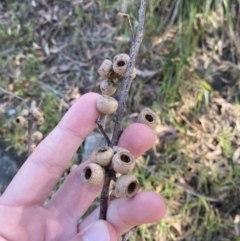 Eucalyptus pilularis at Vincentia, NSW - 3 Sep 2023 01:36 PM