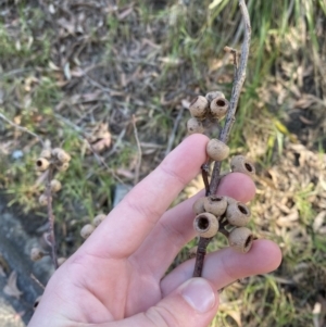 Eucalyptus pilularis at Vincentia, NSW - 3 Sep 2023 01:36 PM