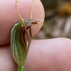 Pterostylis oblonga (Coastal Maroonhood) at Vincentia, NSW - 3 Sep 2023 by Tapirlord