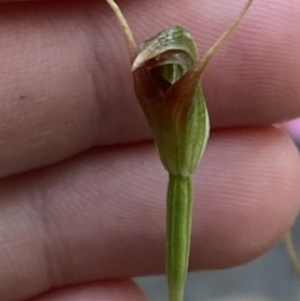 Pterostylis oblonga at Vincentia, NSW - suppressed