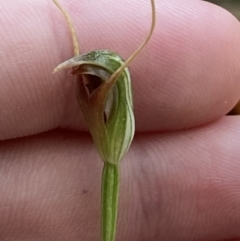 Pterostylis oblonga at Vincentia, NSW - suppressed