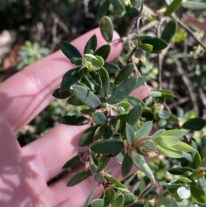 Monotoca elliptica at Vincentia, NSW - 3 Sep 2023