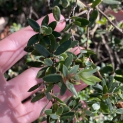 Monotoca elliptica at Vincentia, NSW - 3 Sep 2023