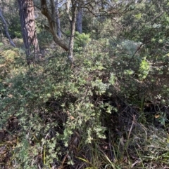 Monotoca elliptica at Vincentia, NSW - 3 Sep 2023