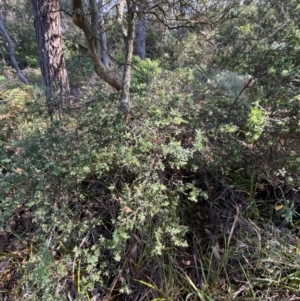 Monotoca elliptica at Vincentia, NSW - 3 Sep 2023