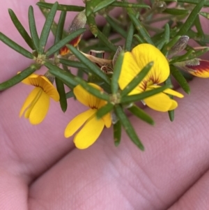 Aotus ericoides at Vincentia, NSW - 3 Sep 2023 01:11 PM